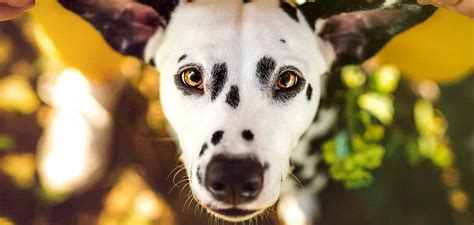 Spotted Dog Breeds: 18 Dogs With Spots, Splodges, And Speckles