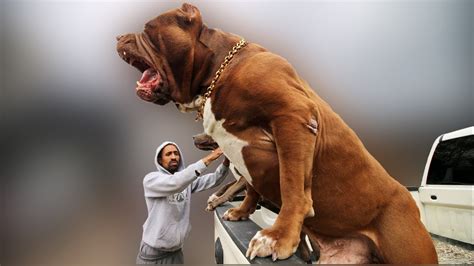 Biggest Dogs Ever Captured On Camera! - YouTube