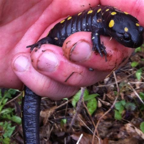 Mole salamander, Salamanders have 550 species of amphibians and are typically characterized by a ...