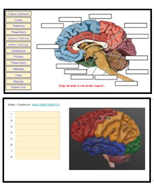 23+ Brain Diagram To Label - CairiCartner