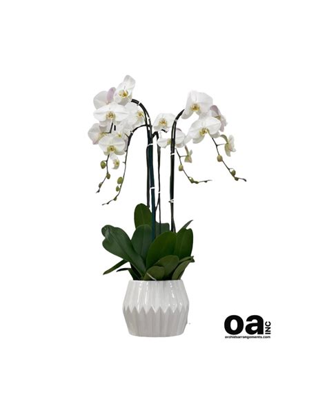 FLOWERS MIAMI BEACH NATURAL in Miami, FL | ORCHIDS ARRANGEMENTS INC