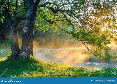 Spring nature scene stock image. Image of environment - 149811995