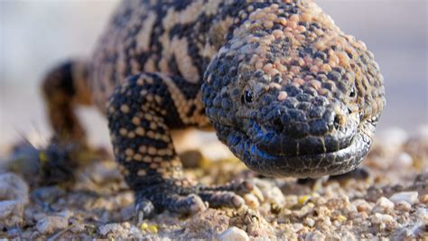 Man in critical condition after Gila monster bite in Arizona