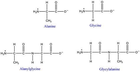 Structure Of Dipeptide