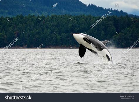 Killer Whale Breaching Near Canadian Coast Stock Photo 207229708 | Shutterstock