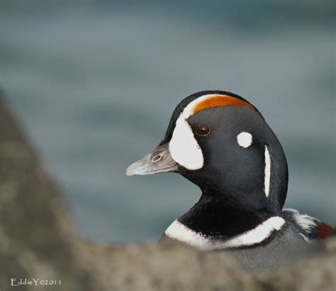 Harlequin Duck – Male - a photo on Flickriver