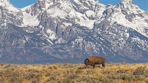 In Grand Teton National Park, a dedicated volunteer brigade is there to ...