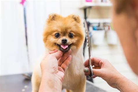 How long does it take to groom a dog? - Pawfect Spa