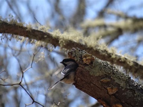 black capped chickadee nest | Mary Richmond's Cape Cod Art and Nature