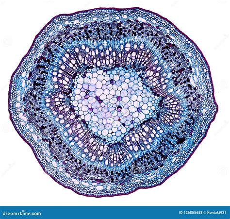 Plant Cell View Under Microscope / What Is A Diagram Of A Plant And ...