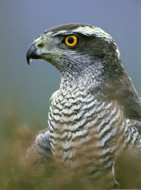 Accipiter gentilis; ro. Uliul porumbar; eng. Northern Goshawk; | Northern goshawk, Pet birds ...