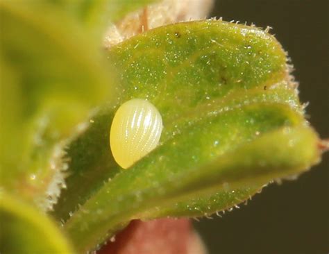 a monarch butterfly eggs : Biological Science Picture Directory ...