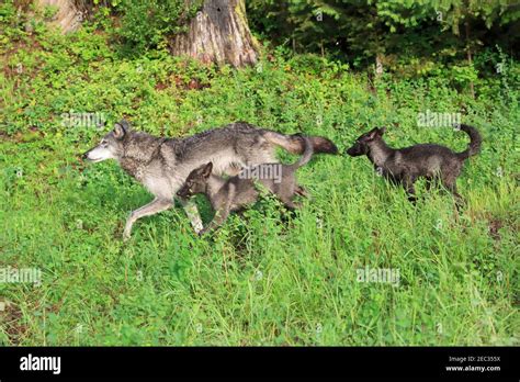 Cachorros de lobo gris fotografías e imágenes de alta resolución - Alamy