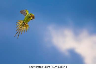 Flying Green Parrot Blue Sky Background Stock Photo 1294686943 ...