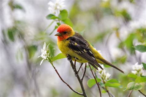 Western Tanager - Broadmoor, Colorado Springs CO - May 2019 | Most beautiful birds, Bird life ...