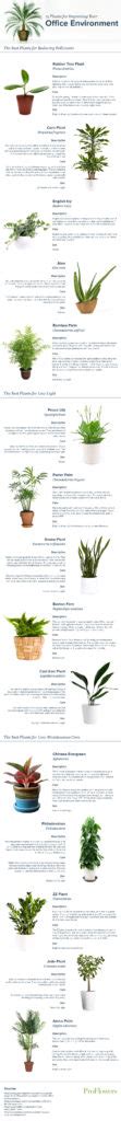 15 Plants for Improving your Office Environment - Ali The Happy VA