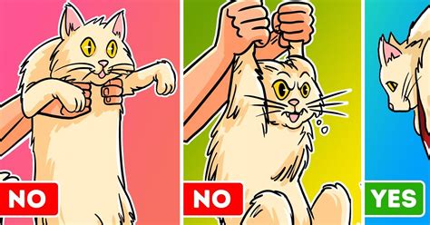 A Vet Explains How to Pick Up Your Cat Like a Pro (Bye Bye Scratches) / Bright Side