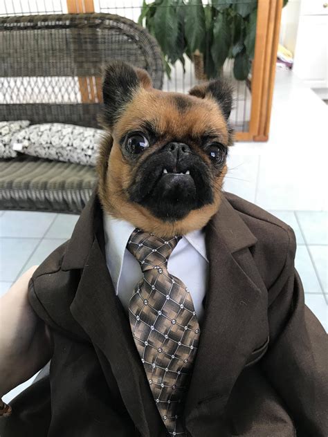 PsBattle: Dog in a business suit : photoshopbattles