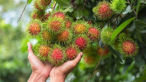 What Is Rambutan - Recipes.net