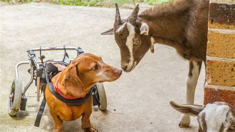 Storybook Farm: Queensland's haven for disabled animals offers hope and healing - ABC News