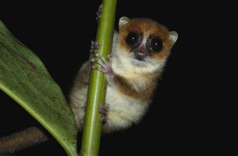 Pygmy Mouse Lemur Profile, Diet, Habitat, Traits, Facts - Primates Park