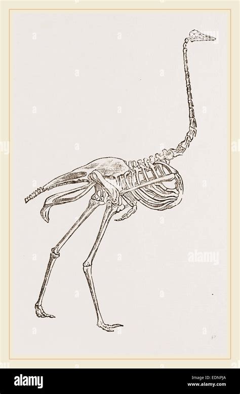 Skeleton of Ostrich Stock Photo - Alamy