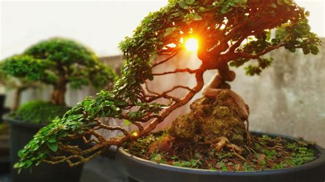 This Is The Oldest Bonsai Tree In The World