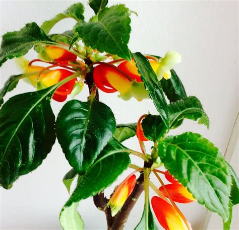 a potted plant with red, yellow and green flowers