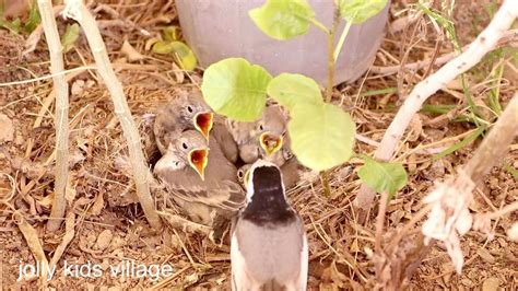 White Wagtail nest and eggs (Motacilla alba) دم جنبانک | jolly kids ...