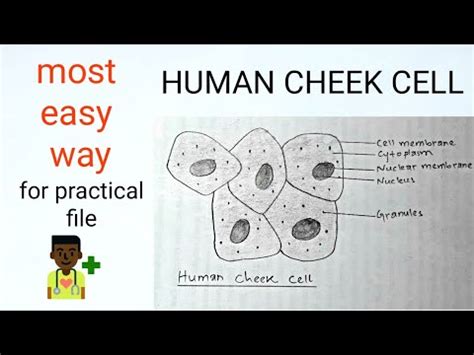 Cheek Cells Under Microscope Labeled