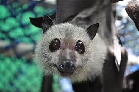 All about Australian Flying Foxes - Tolga Bat Hospital