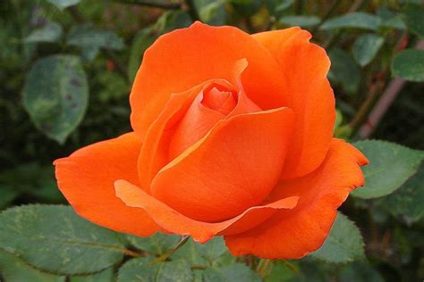 Orange Rose : r/flowers