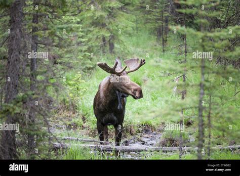 Bull moose antlers hi-res stock photography and images - Alamy