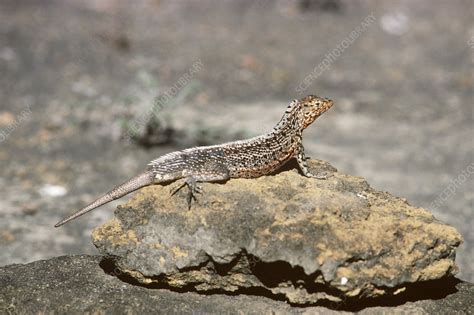 Male Lava Lizard with regenerated tail - Stock Image - Z765/0160 - Science Photo Library