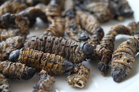 Mopani or mopane worms (caterpillars) taste like dried leaves | Worms ...