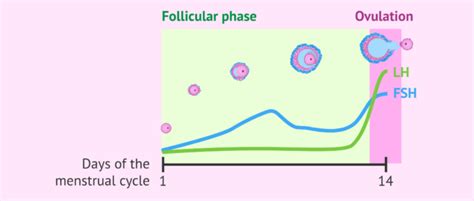 What is the follicular phase of the menstrual cycle. How long does it last?