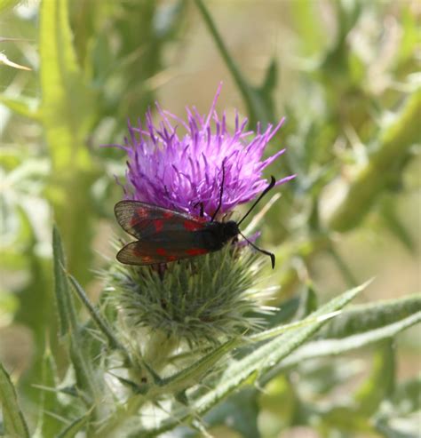 Six spot Burnet Moth in the Butterfly Meadow | Stephen Middleton | Flickr