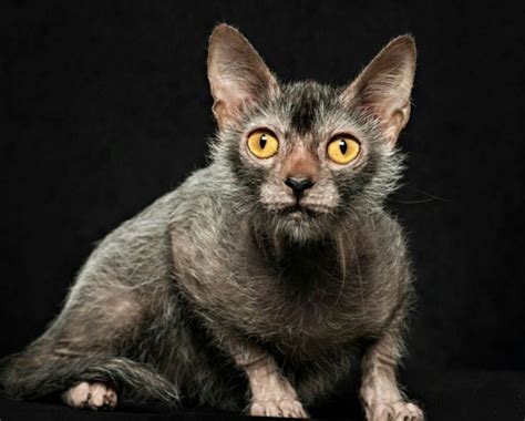 What is a Lykoi Cat and Why are they so Popular? | Flipboard