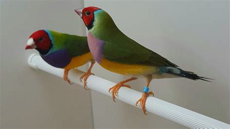 Part 4: Gouldian finch breeding - Planet Aviary | Finch, Breeds, Bird