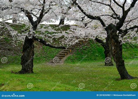 Cherry Blossom of Goryokaku Park, Hakodate, Japan Stock Photo - Image ...