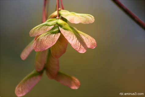 Red Sunset Maple Seed Pods - Plant & Nature Photos - Ruthie's Photoblog