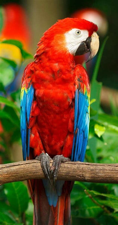 Beautiful Colorful Parrot Birds | Pinturas de pássaros, Papagaios ...