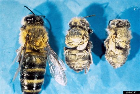 honey bee varroa mite (Varroa destructor)