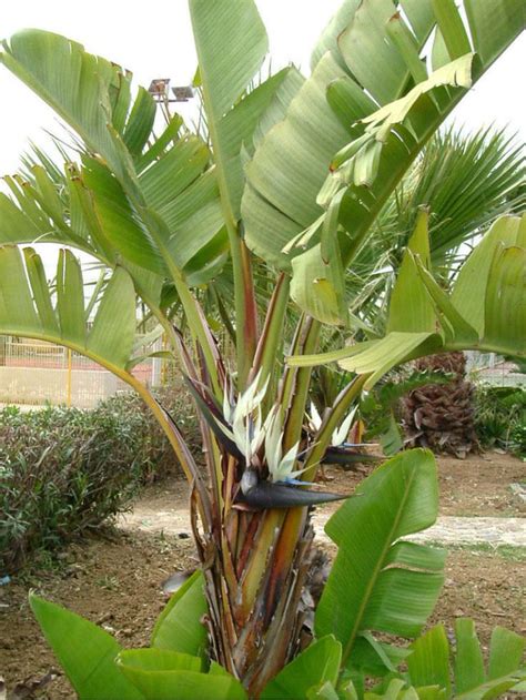 Strelitzia nicolai (Giant White Bird of Paradise) - World of Flowering Plants | Plants, Paradise ...