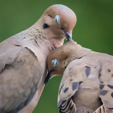 Love Doves Square Photograph by Terry DeLuco