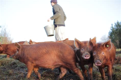 Tamworth pigs – rearing, butchering, eating