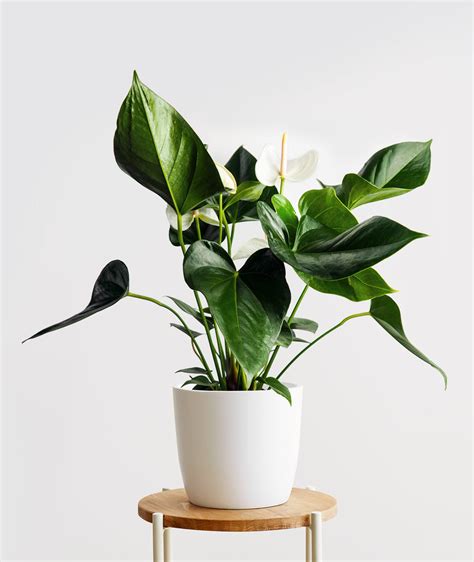 Anthurium Plant Care Guide | Ansel & Ivy