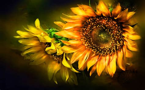 Sunflower HD Wallpaper | Background Image | 1920x1200 | ID:115754 - Wallpaper Abyss