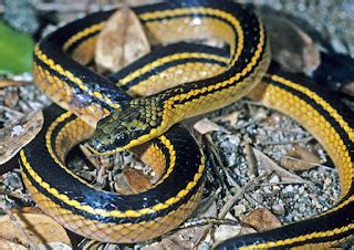 The Herpetology of Trinidad and Tobago: Shaw's Black-backed Snake, Erythrolamprus melanotus ...