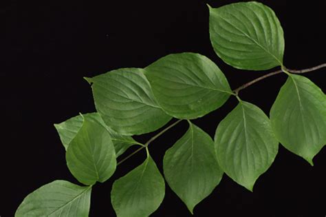 Flowering Dogwood - Plant It Wild! | Native Michigan Plants